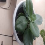 Kirayə (aylıq) 2 otaqlı Yeni Tikili, Xalqlar dostluğu metrosu, Heydər Əliyev park , Nizami rayonu 9