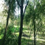 Satılır Torpaq, Həzi Aslanov metrosu, H.Aslanov qəs., AMAY, Xətai rayonu 4