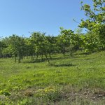Продажа Участок Исмаиллы 3