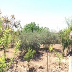 Satılır 9 otaqlı Həyət evi/villa, Bilgəh qəs., Sabunçu rayonu 30