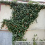 Продажа 5 комнат Дома/Виллы, м. Короглу метро, пос. Сабунчу, Сабунчу район 3