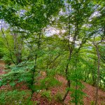 Kirayə (günlük) 1 otaqlı Həyət evi/villa Quba 9