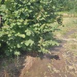 Satılır Torpaq Ağstafa 2