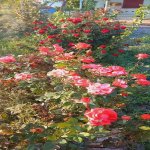 Продажа 3 комнатная Дача, Яшма баглары район 7