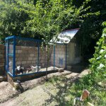 Kirayə (günlük) 3 otaqlı Bağ evi Quba 2