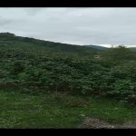 Satılır Torpaq Quba 7
