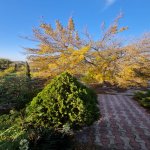 Satılır 10 otaqlı Həyət evi/villa, Saray, Abşeron rayonu 8
