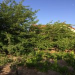 Kirayə (aylıq) 3 otaqlı Bağ evi, Fatmayi, Abşeron rayonu 8