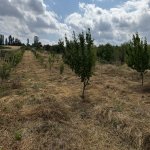 Продажа Участок Губа 11