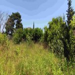 Satılır Torpaq, Goradil, Abşeron rayonu 13