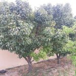 Kirayə (aylıq) 6 otaqlı Bağ evi, Novxanı, Abşeron rayonu 22
