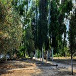 Kirayə (aylıq) 4 otaqlı Bağ evi, Buzovna, Xəzər rayonu 9