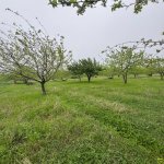Satılır Torpaq İsmayıllı 1