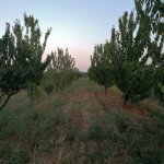 Продажа Участок Хачмаз 1