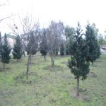 Satılır 5 otaqlı Bağ evi, Mərdəkan, Xəzər rayonu 15