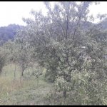 Satılır Torpaq İsmayıllı 2