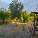 Satılır 7 otaqlı Bağ evi, Novxanı, Abşeron rayonu 7
