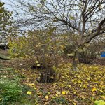 Satılır Torpaq Qəbələ 3