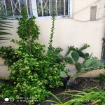 Kirayə (aylıq) 3 otaqlı Bağ evi, Mərdəkan, Xəzər rayonu 11