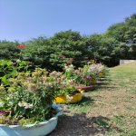 Kirayə (günlük) 4 otaqlı Həyət evi/villa Lerik 7