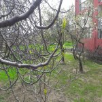 Kirayə (aylıq) 5 otaqlı Bağ evi, Goradil, Abşeron rayonu 2