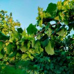 Satılır Torpaq Xaçmaz / Xudat 14