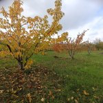 Satılır 3 otaqlı Bağ evi Şabran 6