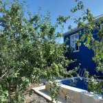 Kirayə (günlük) 4 otaqlı Həyət evi/villa İsmayıllı 11