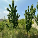 Satılır Torpaq, Mərdəkan, Xəzər rayonu 3