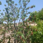 Продажа 5 комнатная Дома/Виллы, м. Короглу метро, пос. Пиршаги, Сабунчу район 5