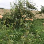 Satılır 3 otaqlı Həyət evi/villa Qəbələ 11