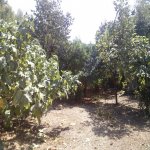 Satılır 7 otaqlı Həyət evi/villa Ağsu 29