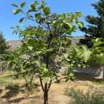 Kirayə (aylıq) 4 otaqlı Bağ evi, Fatmayi, Abşeron rayonu 30