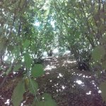 Kirayə (günlük) 2 otaqlı Həyət evi/villa İsmayıllı 2