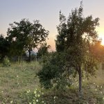 Satılır Torpaq İsmayıllı 8