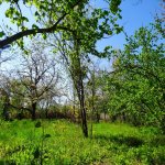 Satılır Torpaq Xaçmaz 5