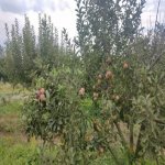 Satılır Torpaq Xaçmaz 4