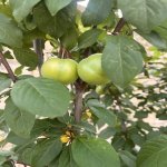 Satılır Torpaq, Novxanı, Abşeron rayonu 4