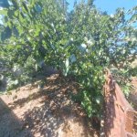 Satılır Torpaq, Goradil, Abşeron rayonu 5