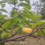 Satılır 4 otaqlı Bağ evi, Saray, Abşeron rayonu 15