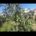 Продажа 3 комнат Дома/Виллы, Хокмяли, Абшерон район 11