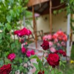Kirayə (günlük) 3 otaqlı Həyət evi/villa Qəbələ 8