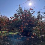 Satılır Torpaq İsmayıllı 16