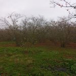 Satılır 4 otaqlı Bağ evi Xaçmaz 6