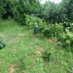 Kirayə (günlük) 3 otaqlı Bağ evi Quba 7