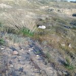Satılır Torpaq, Pirşağı qəs., Sabunçu rayonu 4