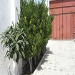 Satılır 5 otaqlı Bağ evi, Saray, Abşeron rayonu 6