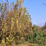 Satılır Torpaq Qəbələ 5