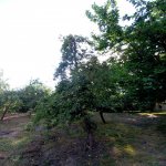 Satılır 3 otaqlı Həyət evi/villa İsmayıllı 18