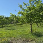 Продажа Участок Исмаиллы 2